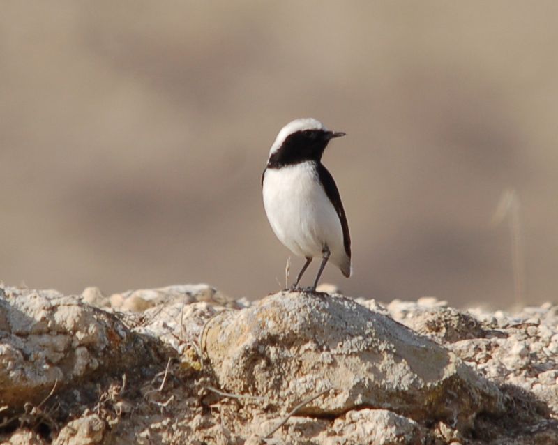 Aksırtlı kuyrukkakan