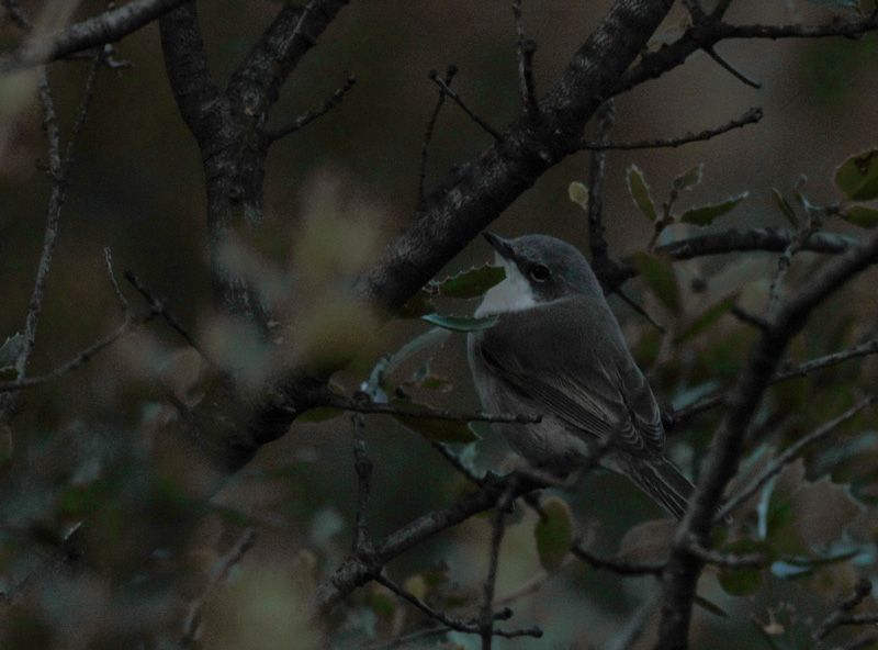 Küçük akgerdanlı ötleğen