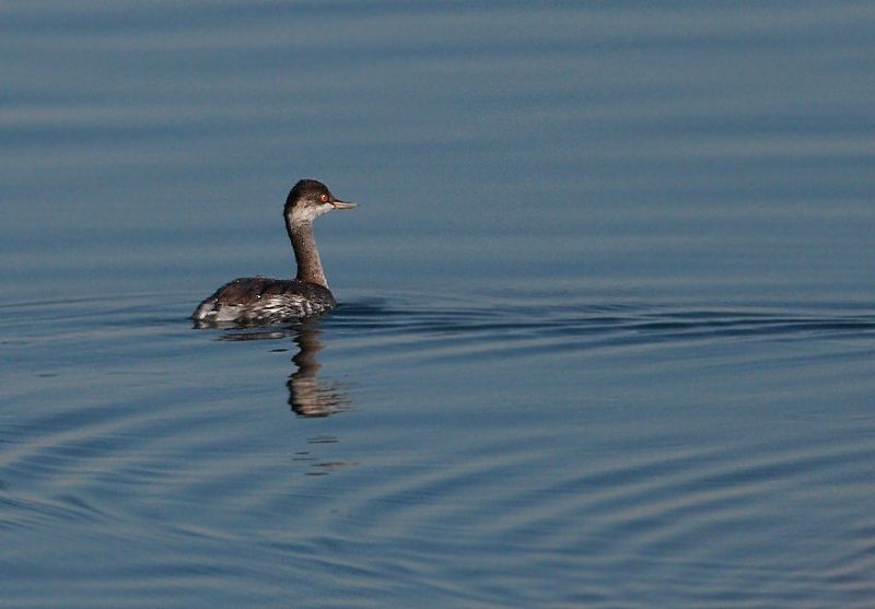 Karaboyunlu batağan