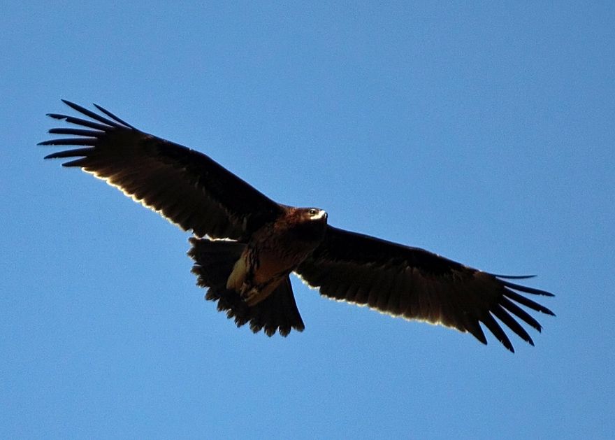 Büyük orman kartalı