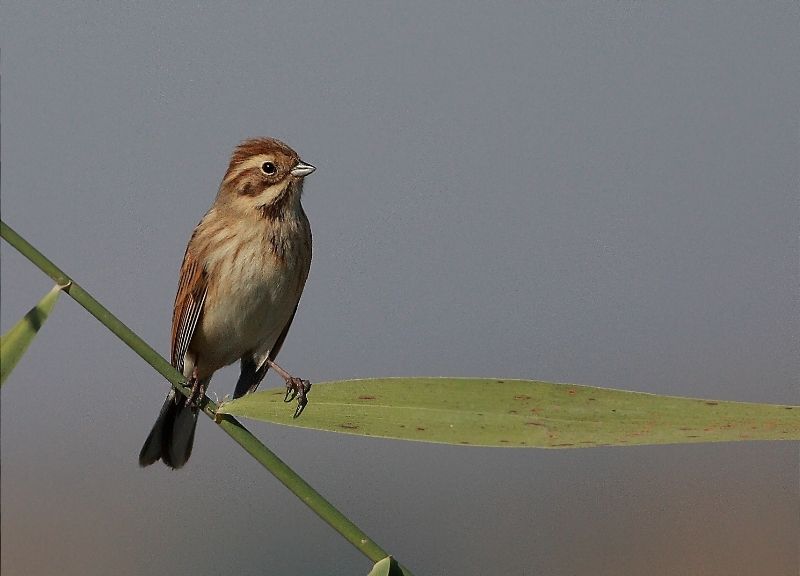 Bataklık Kirazkuşu