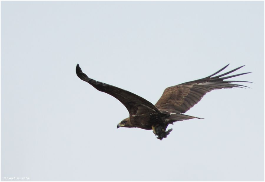 Büyük orman kartalı