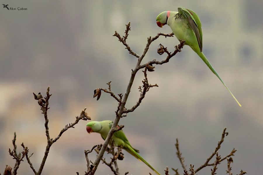 İskender papağanı