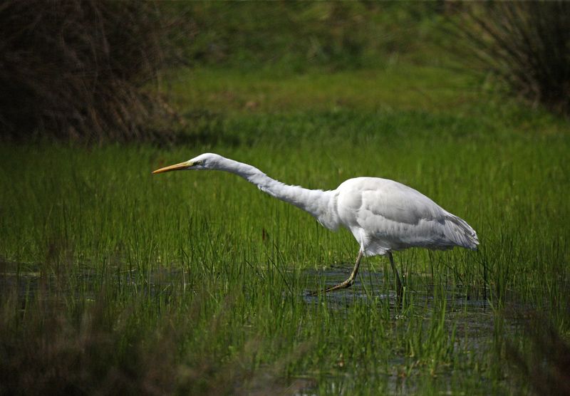 Büyük ak balıkçıl