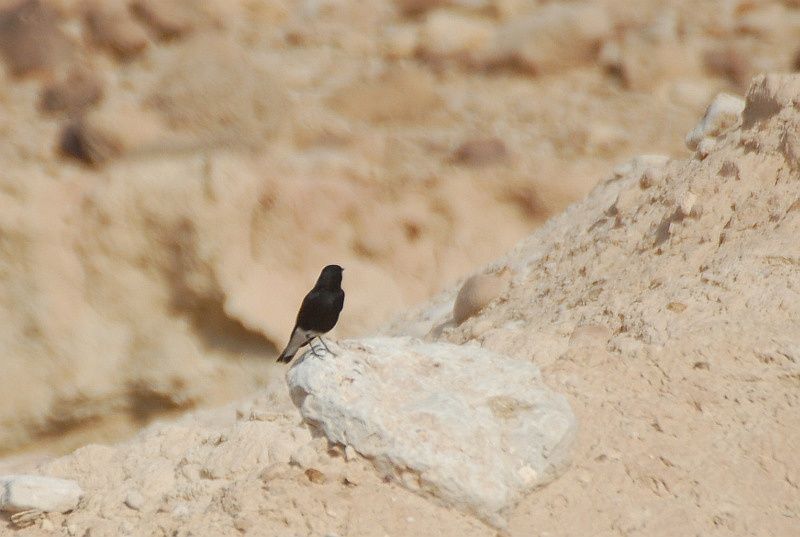 Aktepeli kuyrukkakan