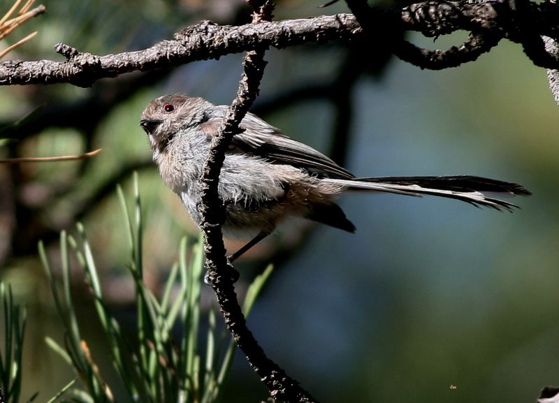 Uzunkuyruklu baştankara