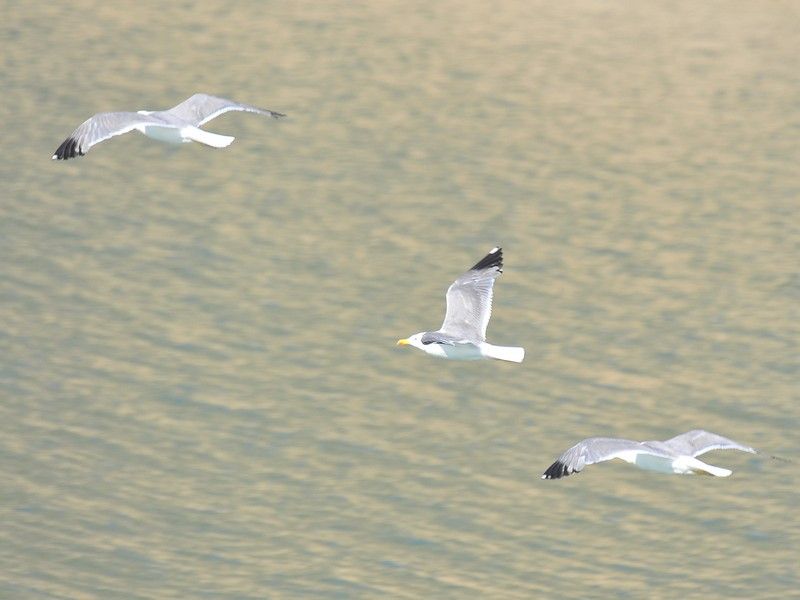 Van gölü martısı