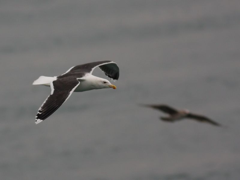 Büyük karasırtlı martı