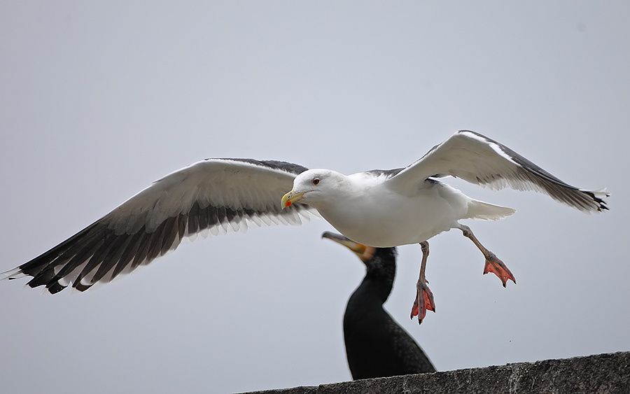 Büyük karasırtlı martı