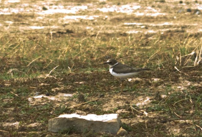 Halkalı küçük cılıbıt