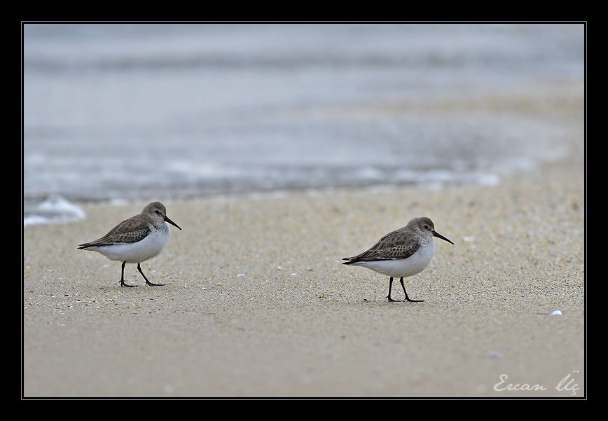 Karakarınlı kumkuşu