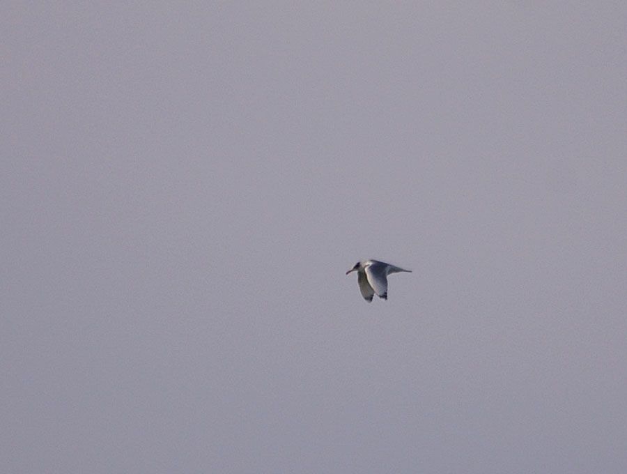 Büyük karabaş martı