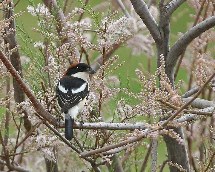 Kızılbaşlı örümcekkuşu