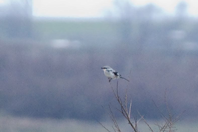 Büyük örümcekkuşu