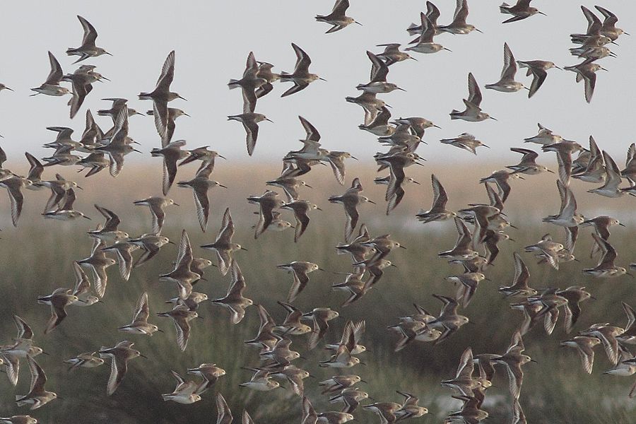 Karakarınlı kumkuşu