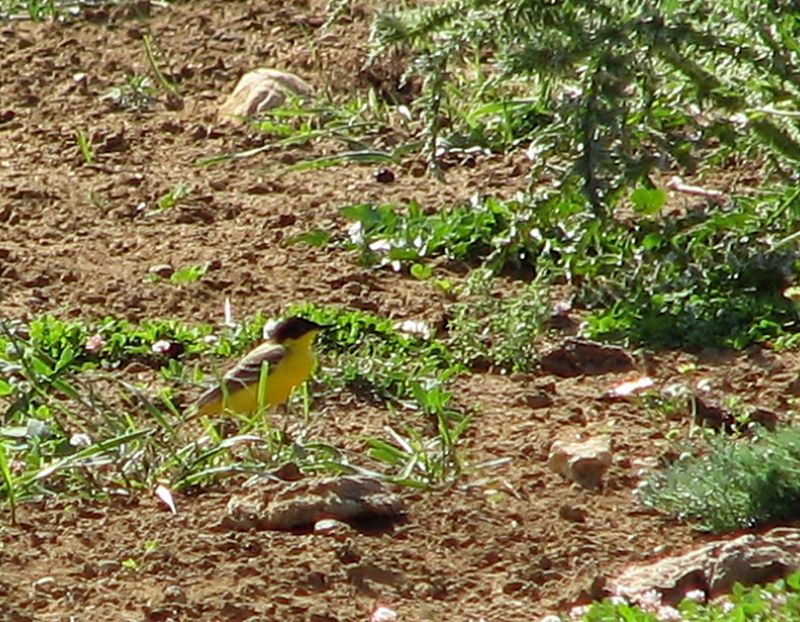 Sarı kuyruksallayan