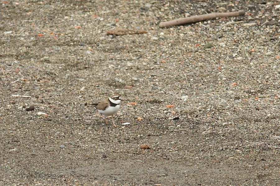 Halkalı küçük cılıbıt