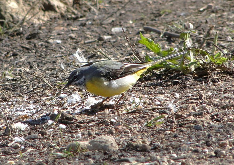 Dağ kuyruksallayanı