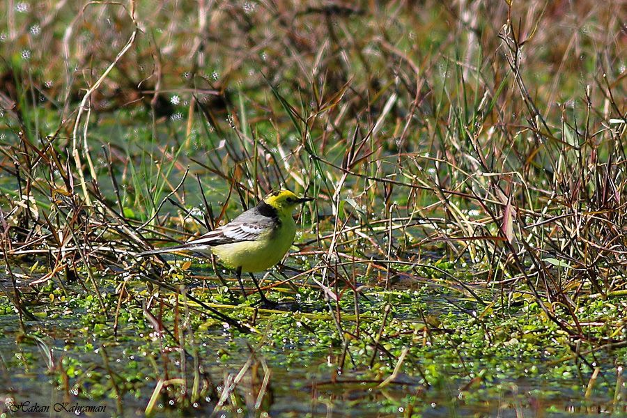 Sarıbaşlı kuyruksallayan