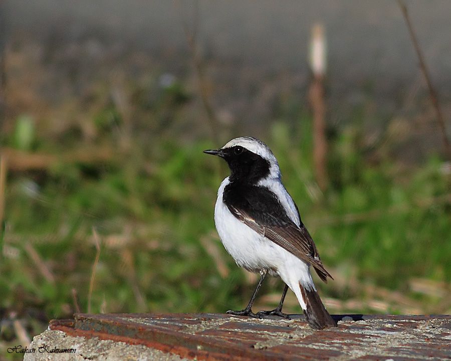 Aksırtlı kuyrukkakan
