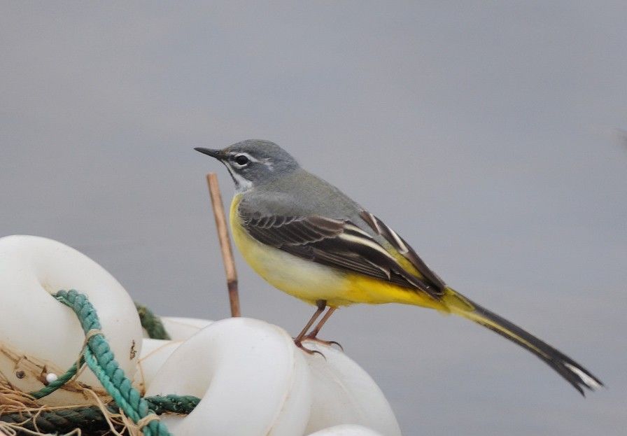 Dağ kuyruksallayanı