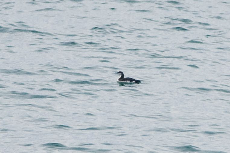 Karagerdanlı dalgıç