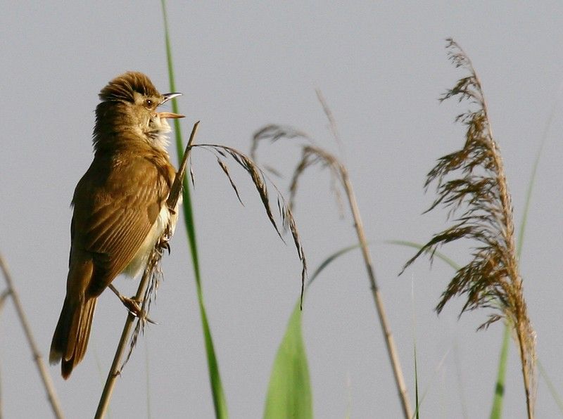 Büyük kamışçın