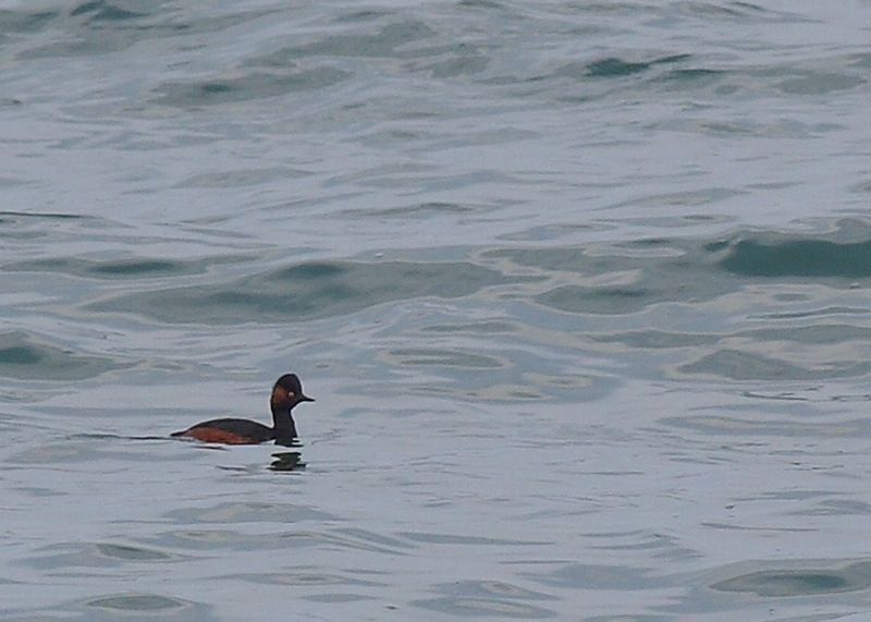 Karaboyunlu batağan