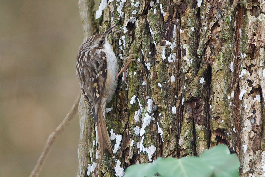 Bahçe tırmaşıkkuşu
