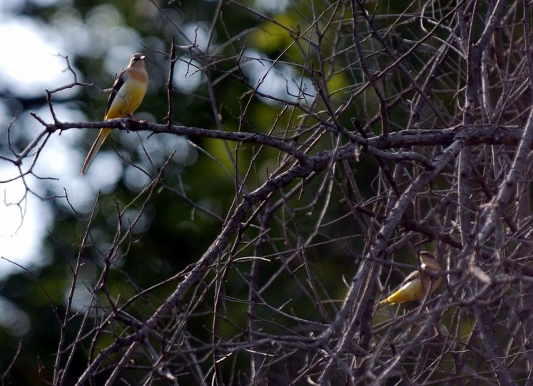 Dağ kuyruksallayanı