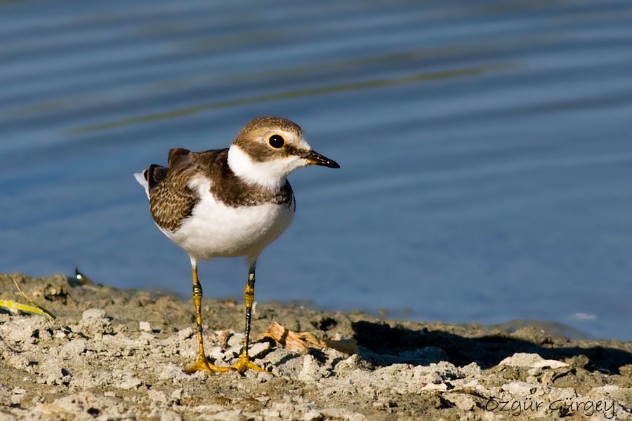 Halkalı küçük cılıbıt