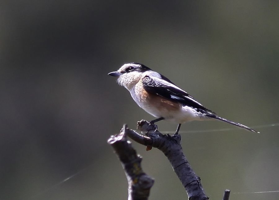 Maskeli örümcekkuşu