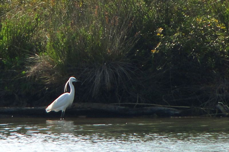 Küçük ak balıkçıl