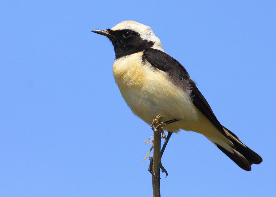 Karakulaklı kuyrukkakan