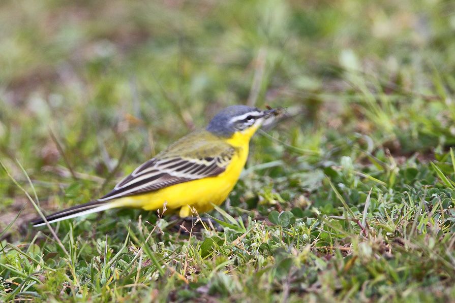 Sarı kuyruksallayan