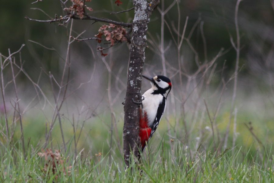 Orman alaca ağaçkakanı