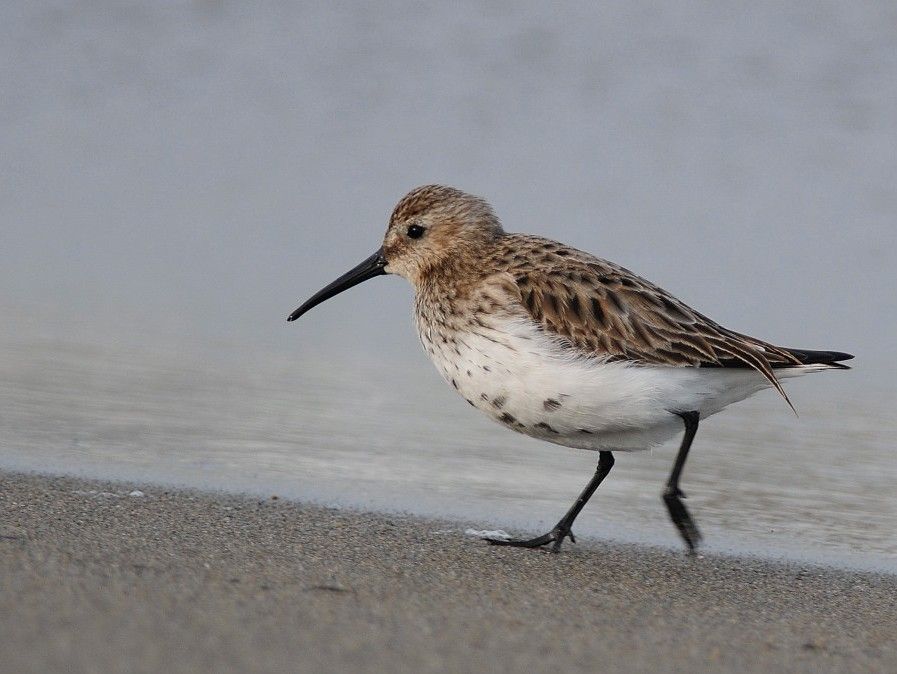 Karakarınlı kumkuşu
