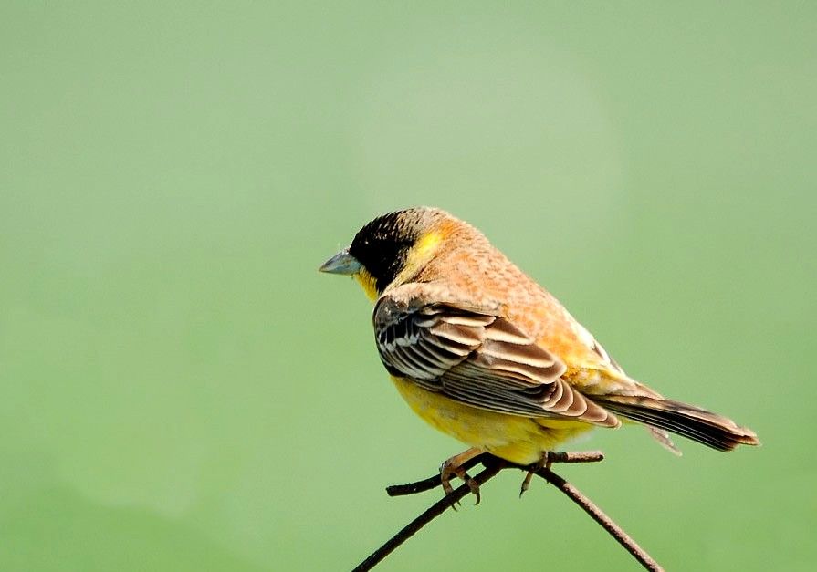 Karabaşlı kirazkuşu