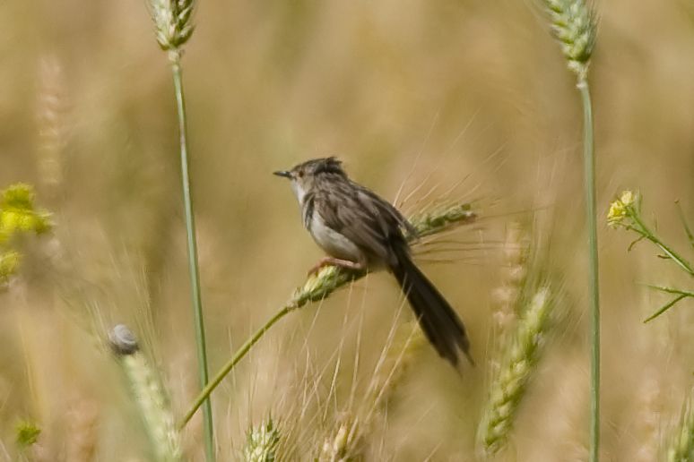 Dikkuyruklu ötleğen