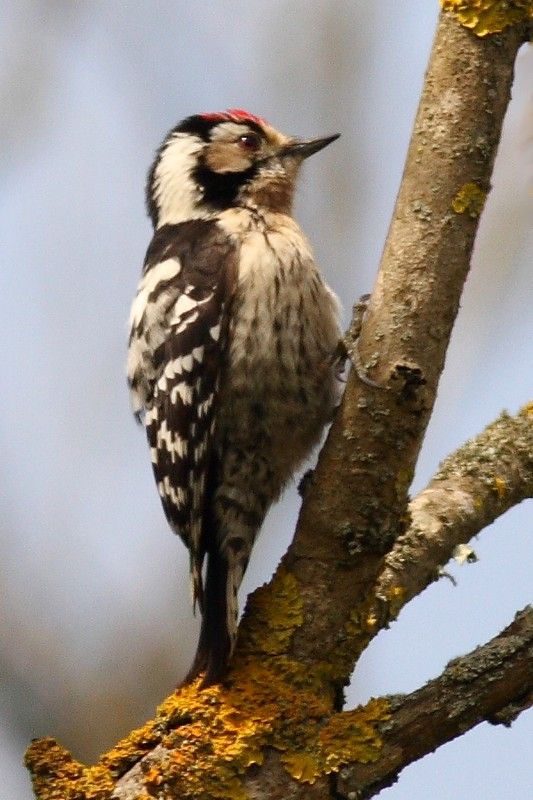 Küçük ağaçkakan