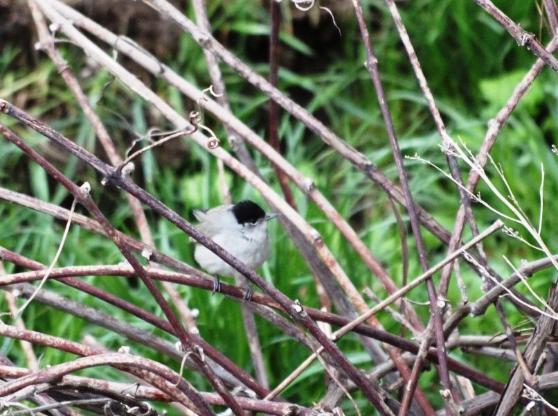 Karabaşlı ötleğen
