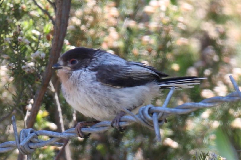 Uzunkuyruklu baştankara