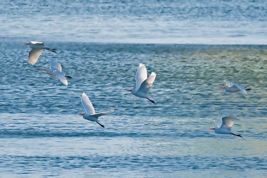 Sığır balıkçılı