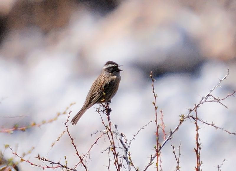 Sürmeli dağbülbülü