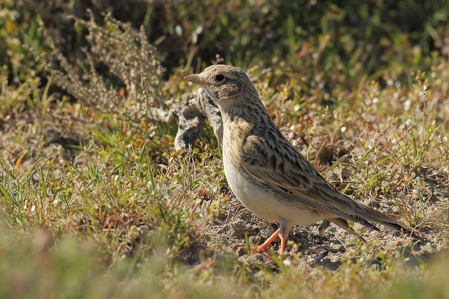 Türkistan çorak toygarı
