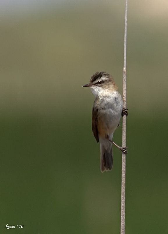 Bıyıklı kamışçın