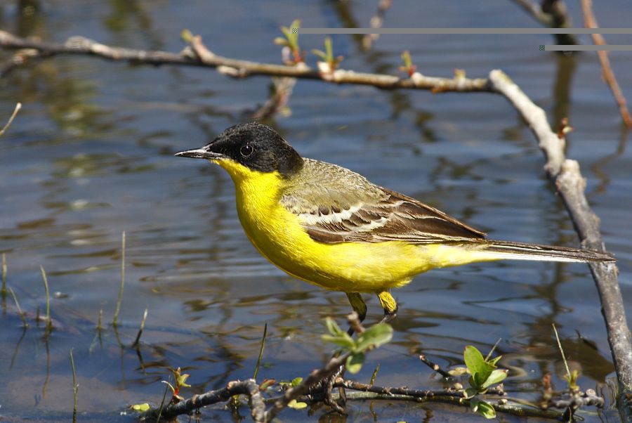 Sarı kuyruksallayan