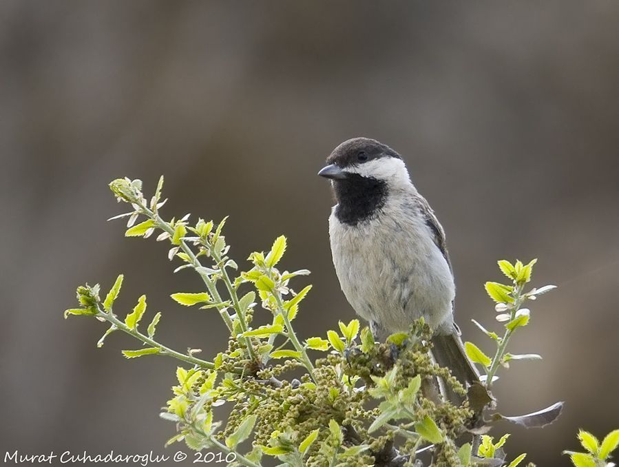 Akyanaklı baştankara