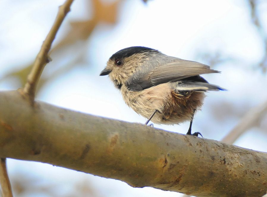 Uzunkuyruklu baştankara