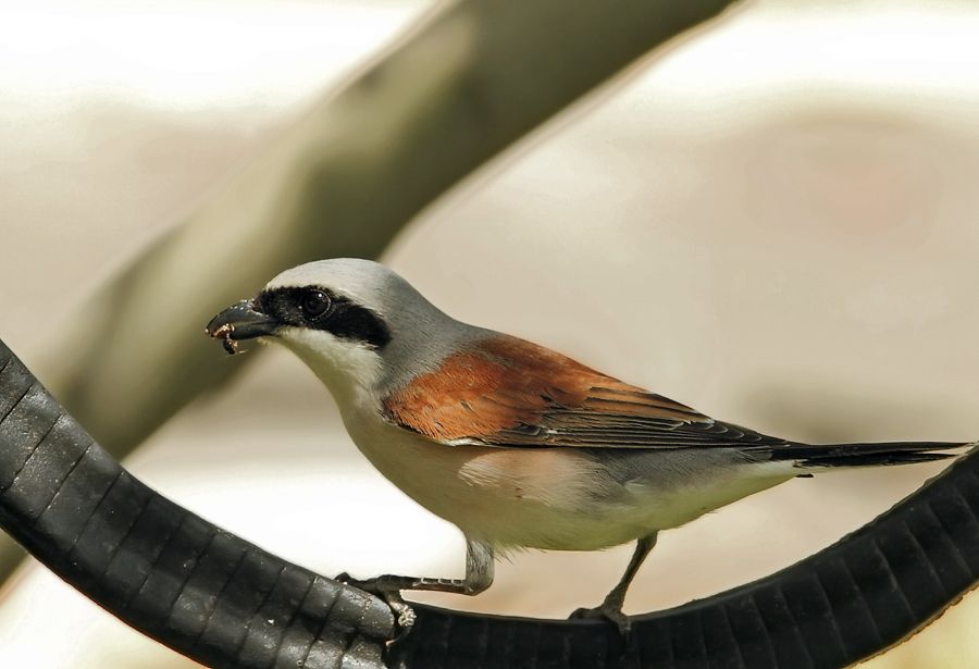 Kızılsırtlı örümcekkuşu